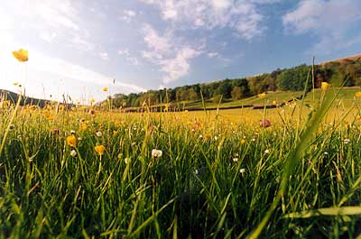 Hay meadow